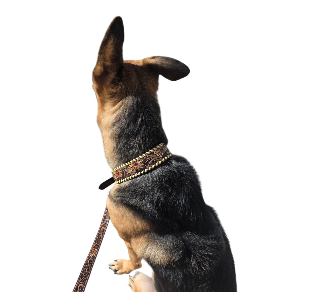 The Western Daisy Dog Collar + Leash